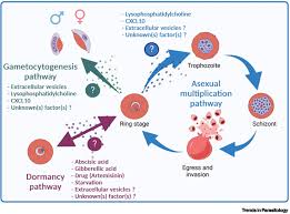 Attēlu rezultāti vaicājumam “Dianema depressum plasmodium”