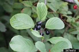 Attēlu rezultāti vaicājumam “Frangula alnus fruit”