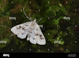 Attēlu rezultāti vaicājumam “Parapoynx stratiotata female”