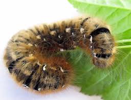 Attēlu rezultāti vaicājumam “Lasiocampa quercus imago”