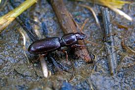 Attēlu rezultāti vaicājumam “Clivina fossor”