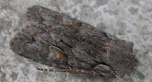 Attēlu rezultāti vaicājumam “Lithophane furcifera”