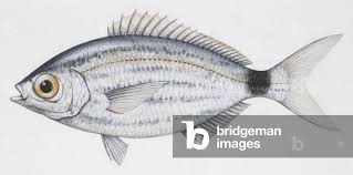 Image result for Pagellus bogaraveo