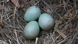 Attēlu rezultāti vaicājumam “Turdus merula eggs”