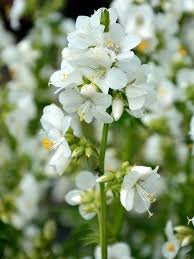 Image result for Polemonium coeruleum album