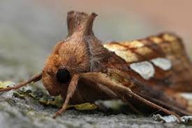 Attēlu rezultāti vaicājumam “Plusia festucae”