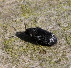 Attēlu rezultāti vaicājumam “Megatoma undata”