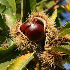 Attēlu rezultāti vaicājumam “Castanea sativa  fruit”
