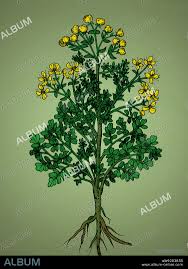 Image result for Ruta graveolens