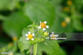 Attēlu rezultāti vaicājumam “Galinsoga quadriradiata flower”
