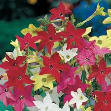 Image result for Nicotiana x sanderae