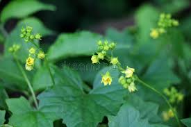 Attēlu rezultāti vaicājumam “Bryonia alba”