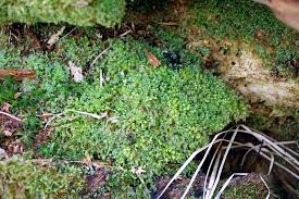 Attēlu rezultāti vaicājumam “Tetraphis pellucida”