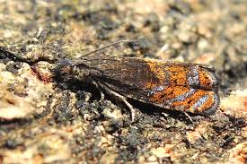 Attēlu rezultāti vaicājumam “Dichrorampha simpliciana”