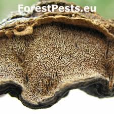 Attēlu rezultāti vaicājumam “Phellinus ferruginosus”