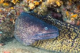 Image result for Muraena helena