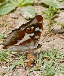 Attēlu rezultāti vaicājumam “Apatura iris female”