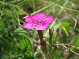 Attēlu rezultāti vaicājumam “Dianthus deltoides flower”