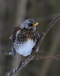 Attēlu rezultāti vaicājumam “Turdus pilaris”