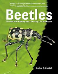 Attēlu rezultāti vaicājumam “Coleoptera”
