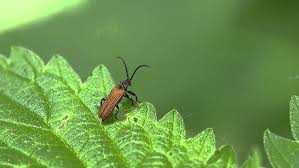 Attēlu rezultāti vaicājumam “Lygistopterus sanguineus”