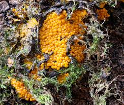 Attēlu rezultāti vaicājumam “Badhamia dubia spores”