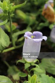 Image result for Campanula formanekiana