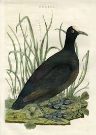 Attēlu rezultāti vaicājumam “Fulica atra adult”