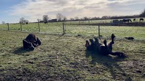 Image result for Lower Farm Stables