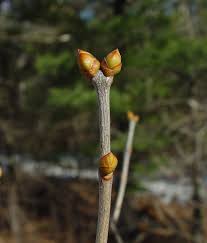 Attēlu rezultāti vaicājumam “Syringa vulgaris fruit”