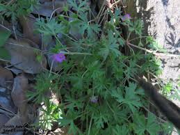 Attēlu rezultāti vaicājumam “Geranium dissectum leaf”