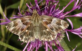 Attēlu rezultāti vaicājumam “Carcharodus floccifera upperside”