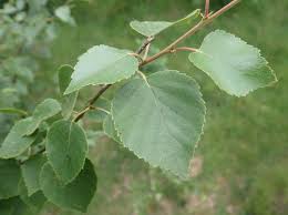 Attēlu rezultāti vaicājumam “Betula pubescens”