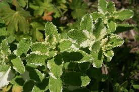 Attēlu rezultāti vaicājumam “Mentha x verticillata leaf”