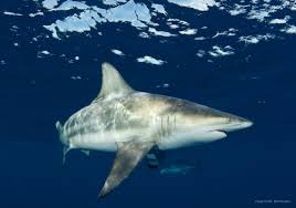 Image result for Carcharhinus isodon