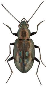 Attēlu rezultāti vaicājumam “Bembidion litorale”