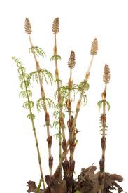 Attēlu rezultāti vaicājumam “Equisetum pratense”