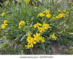 Attēlu rezultāti vaicājumam “Senecio vernalis”
