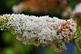 Attēlu rezultāti vaicājumam “Crepis paludosa flower”
