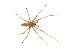 Attēlu rezultāti vaicājumam “Cheiracanthium sp. male”