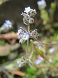 Attēlu rezultāti vaicājumam “Myosotis ramosissima flower”