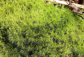 Attēlu rezultāti vaicājumam “Dicranum scoparium sporophyte”