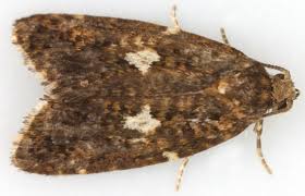 Attēlu rezultāti vaicājumam “Tortricidae”