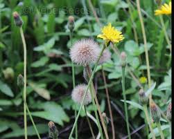 Attēlu rezultāti vaicājumam “Leontodon hispidus fruit”