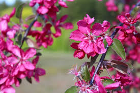 Attēlu rezultāti vaicājumam “Malus purpurea”