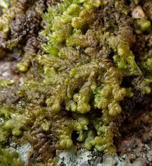 Attēlu rezultāti vaicājumam “Ptilidium ciliare”