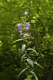 Attēlu rezultāti vaicājumam “Campanula trachelium flower”