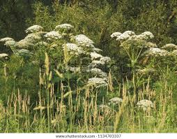 Attēlu rezultāti vaicājumam “Heracleum sosnowskyi flower”