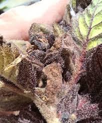 Attēlu rezultāti vaicājumam “Viola rupestris bud”