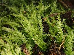 Attēlu rezultāti vaicājumam “Plagiothecium succulentum”